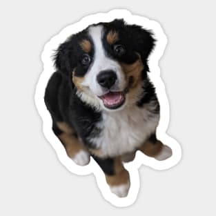 Bernese Mountain Dog Puppy with Pink Background Sticker